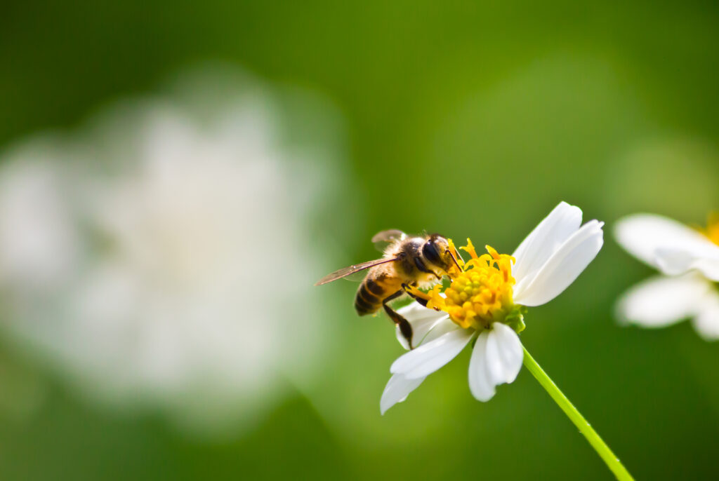 Abeja recolectando néctar en la flor para la polinización